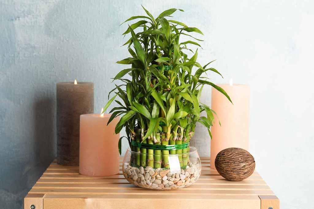 best front door plants for good feng shui